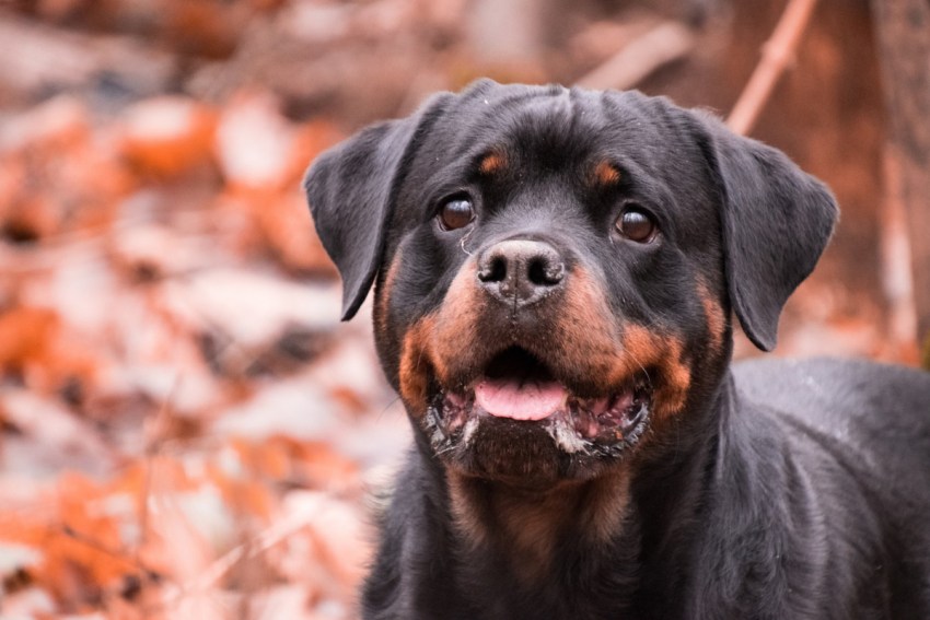 Rottweiler or Pit bull-which dog is stronger? The answer may surprise you! Read on to find out what it is and learn more about the breed that comes out on top.