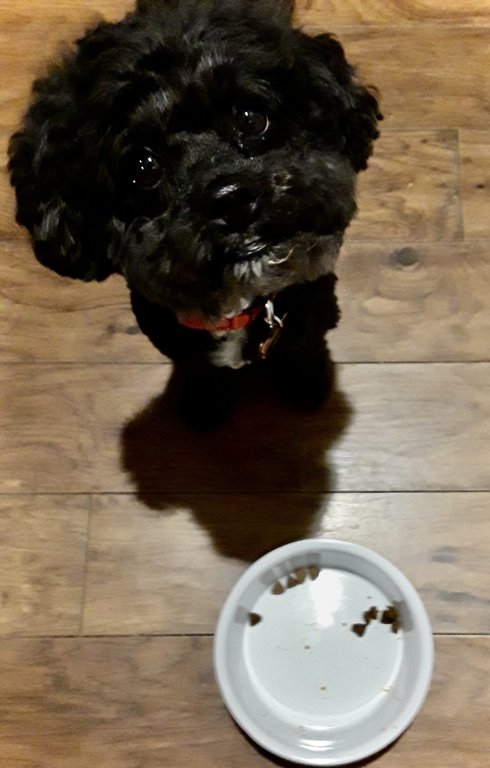 Henry enjoys quality dog food benefits. 