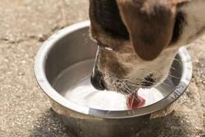 Jack Russell Terrier Drinking Water from Bowl