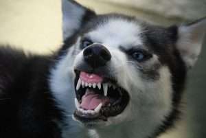 Dog with mouth open with possible Halitosis