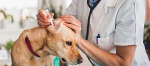Ear infection treatment in a dog