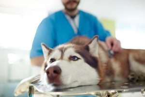 Sick husky dog lying on table in vet clinics