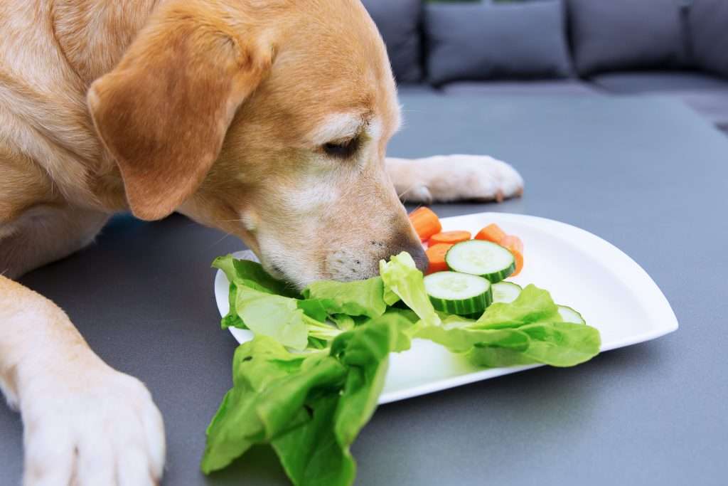 labrador retriever eats vegetables from a plate