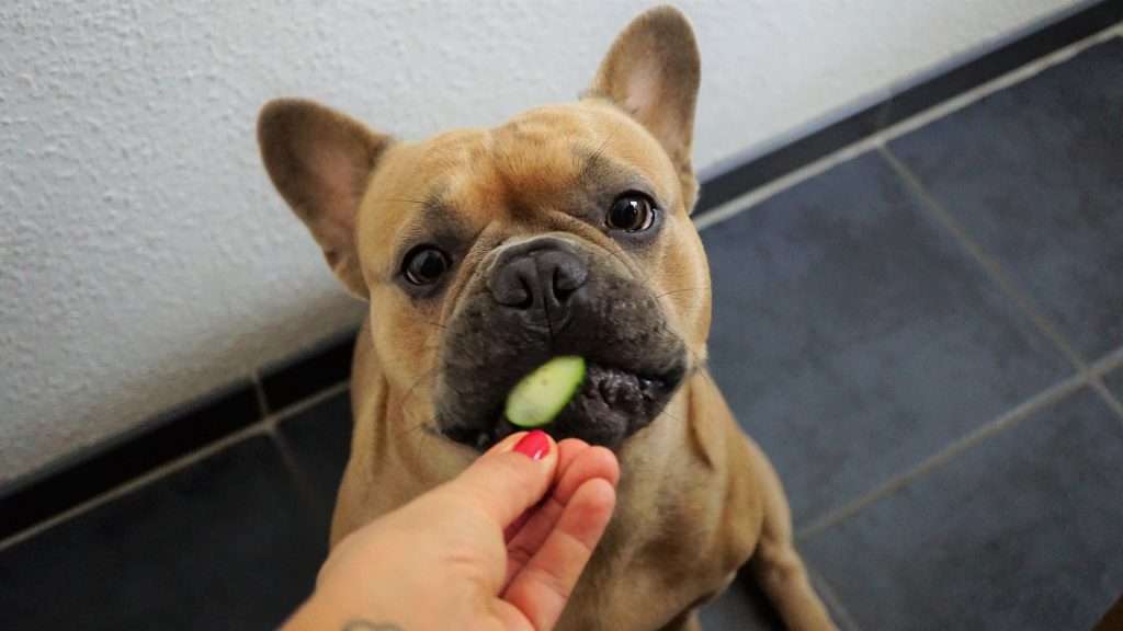dog-eating-cucumber