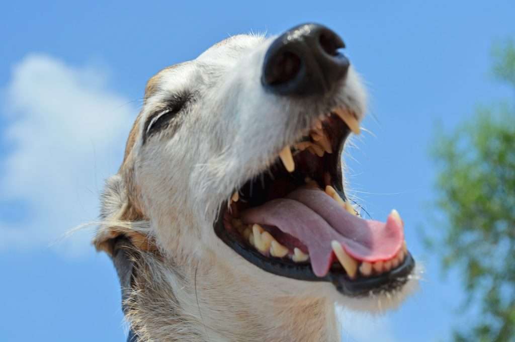 dog-smiling