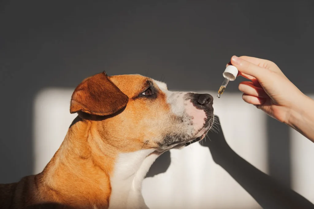 Dog being given a dose of coconut oil