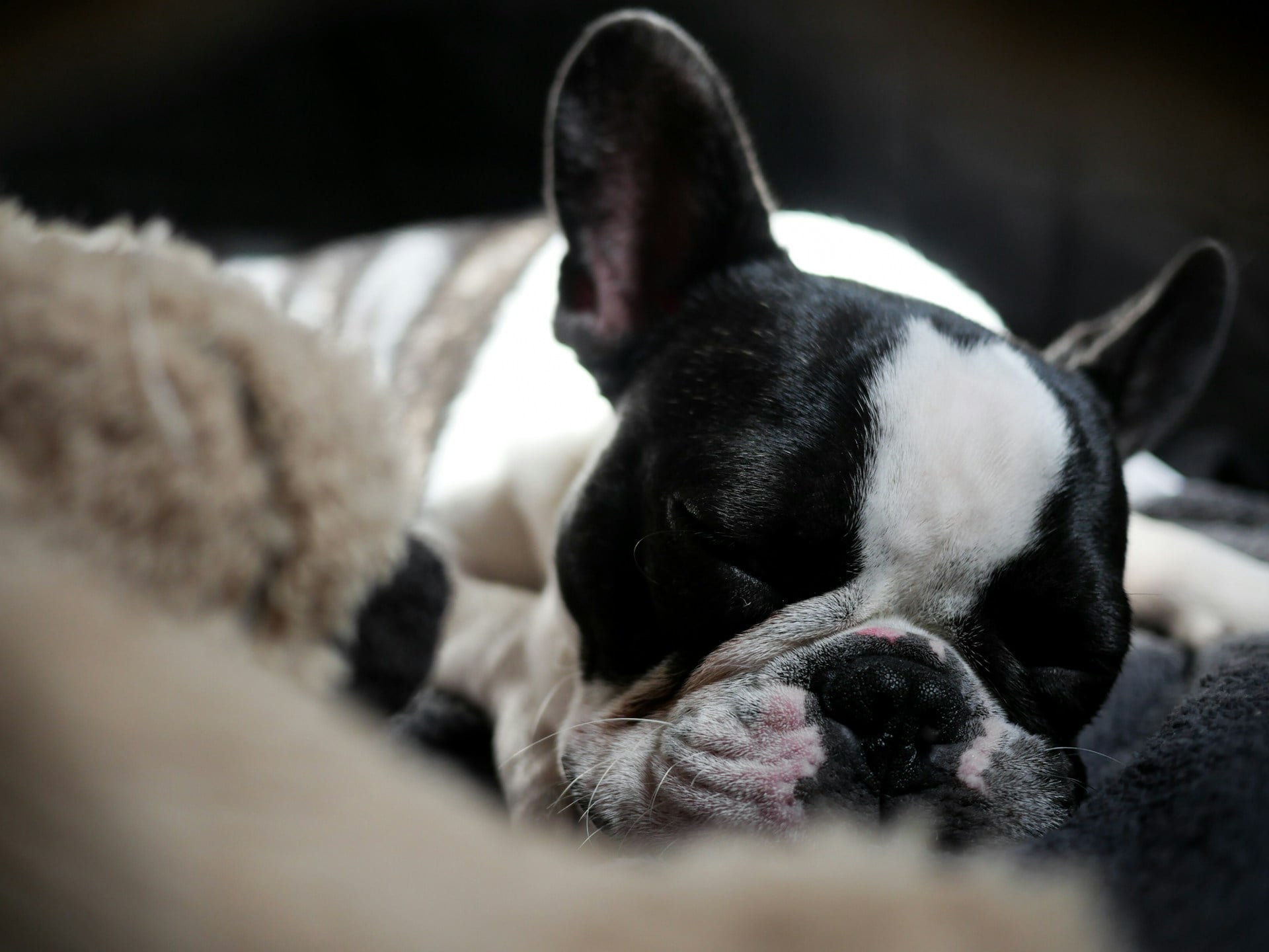 a cute Frenchie dog naps with his heartbeat stuffed animal