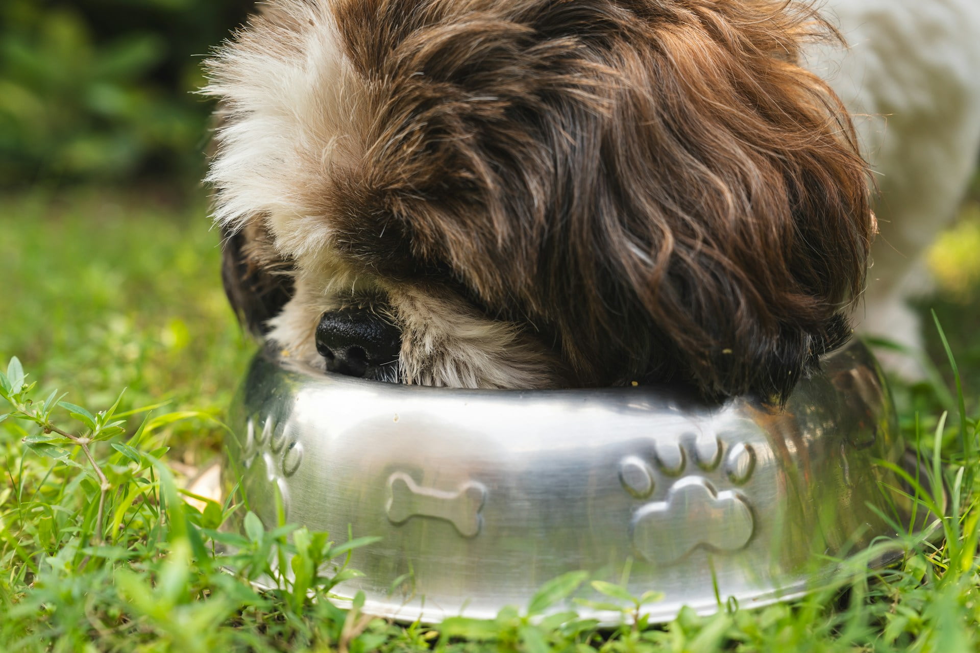 A cute shih-tzu enjoys quality dog food benefits