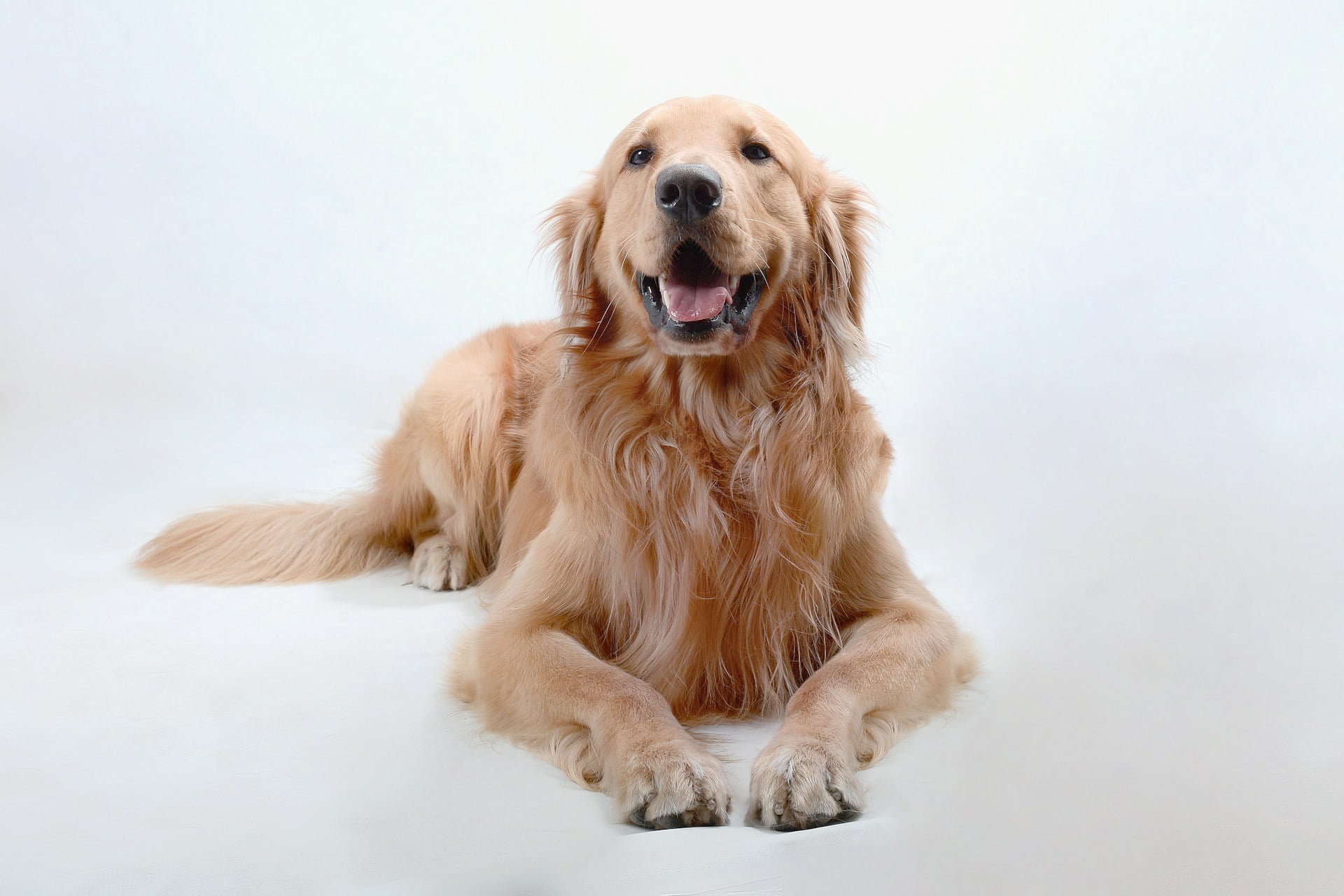 an adorable golden retriever is happy and healthy since his dog parents give him the top basic dog needs