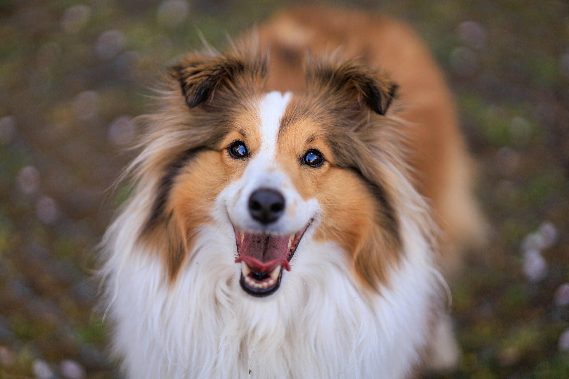 Simple steps to improve your dog's immunity and get happy wags and wallets.