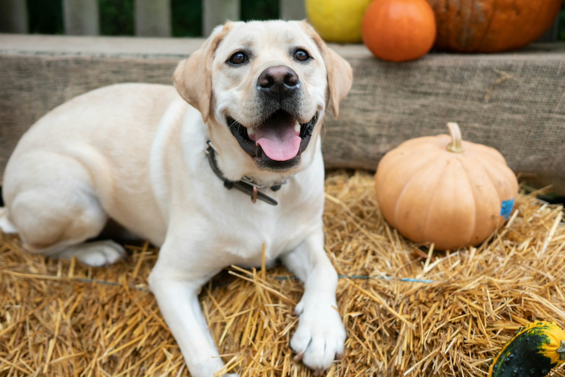 a happy dog loves pumpkin